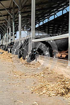 Cows in the cowshed