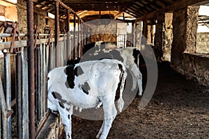 Cows in the cowshed