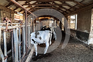 Cows in the cowshed