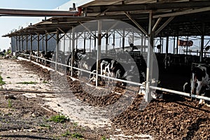 Cows in the cowshed