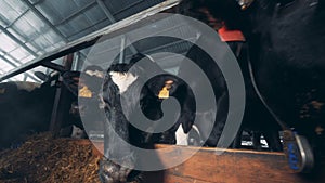 Cows in the cowshed are standing near a feedlot