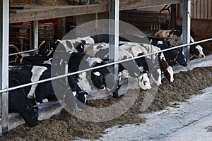 Cows at the crib with organic responsible food