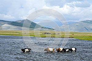 Cows cross a wide river in the Darkhad valley