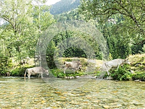 Cows crossing a river in the Pla De Boavi; in the province of Lleida, in the Catalan Pyrenees. Catalonia, Spain, Europe