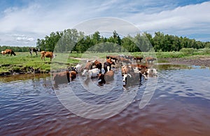 Cows crossing the river on a summer day