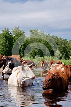 Cows crossing the river on a summer day