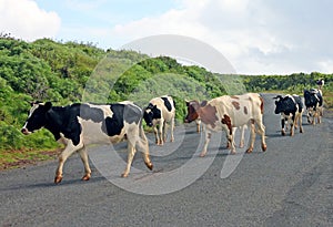 Cows Crossing The Road