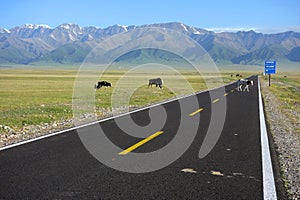 Cows crossing the straight road