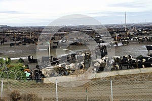 cows crowded in a muddy feedlot