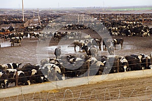 Cows crowded in a muddy feedlot