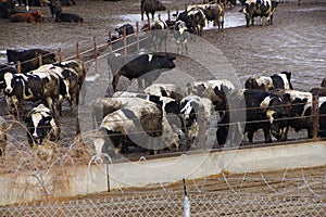 Cows crowded in a muddy feedlot