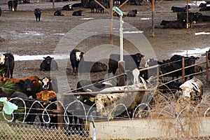 Cows crowded in a muddy feedlot