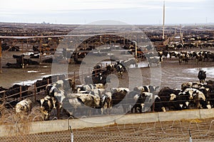 Cows crowded in a muddy feedlot