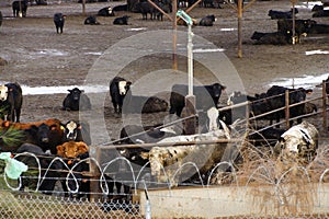 cows crowded in a muddy feedlot