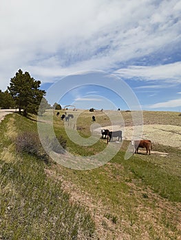 Cows at Curt Gowdy State park entrance Cheyenne Wyoming