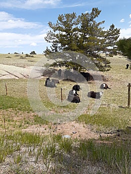 Cows at Curt Gowdy State park entrance Cheyenne Wyoming