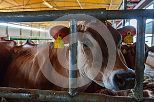 cows dairy breed of Jersey eating hay fodder in cowshed farm somewhere in central Ukraine, agriculture industry, farming and