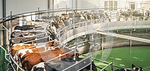 Cows on dairy farm on automated machine equipment for milking, banner panoramic image