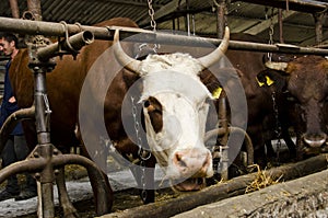 The cows on a dairy farm photo