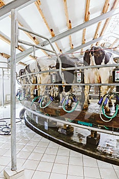 Cows in dairy farm, Cow milking facility