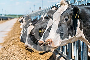 Cows on dairy farm. Cows breeding at modern dairy farm