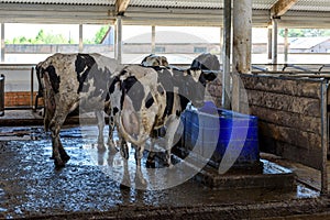 Cows in dairy farm cowshed