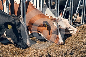 Cows on dairy farm eating hay in outdoor barn. Breeding and feeding for milking cattle