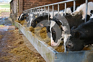 Cows on dairy farm feeding from a trough of hay photo