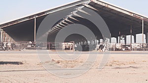 Cows on dairy farm, livestock milk industry. Cattle in cowshed, barn or shed.