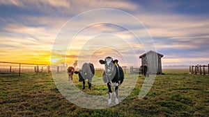 Cows at a Dairy Ranch Under the Sunset