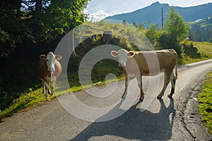 Cows dammed the mountain road at Swiss mountains
