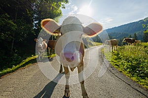 Cows dammed the mountain road at Swiss mountains