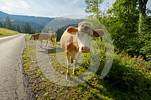 Cows dammed the mountain road at Swiss mountains