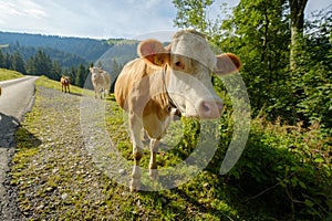 Cows dammed the mountain road at Swiss mountains