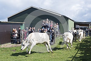 Cows dance and run into meadow on their first day outside the barn in spring on sunny day near Utrecht in the netherlands