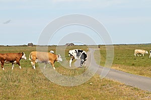 Cows in a Danish landscapes in the summer