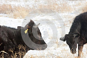 Cows in the desert in the winter Kazakhstan Kapchagai