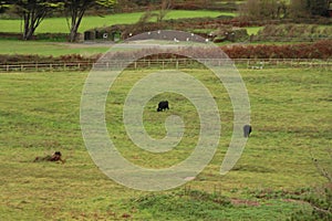 Cows in the devon fields