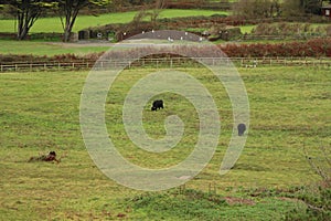 Cows in the devon fields