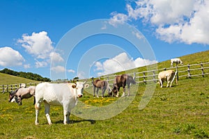 Cows of Different Colours Lying on a Green Grassy Field