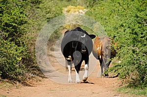 Cows on dirt road