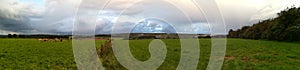 Cows, and disater clouds photo