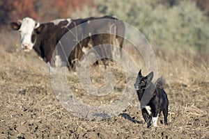 Cows and dog as herder in the pasture