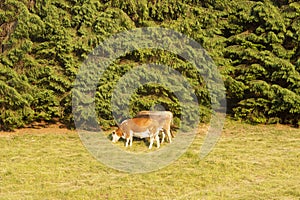 Cows in the Dolomites, Riva del Garda, Italy