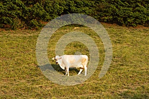 Cows in the Dolomites, Riva del Garda, Italy