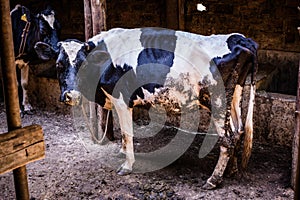 Cows Domestic Animals In The Shade Gazing In Kakamega County Kenya East African