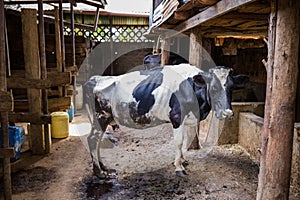 Cows Domestic Animals In The Shade Gazing In Kakamega County Kenya East African