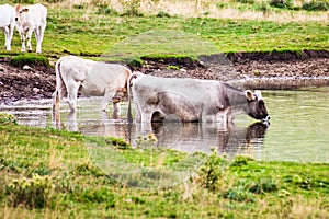 Cows drink in a lake in the abruzzi national park in italy