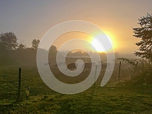 Cows drink morning dew from grass