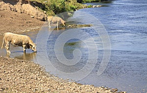 Cows drinking in river